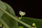 Muscarene Island leaf-flower